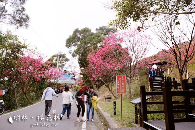 新北市賞櫻景點【樹林櫻花林木棧道】賞櫻密境(2/22花況開3成、大同山青龍嶺爬山散步步道、保安街二段45巷上去) - yuki.tw