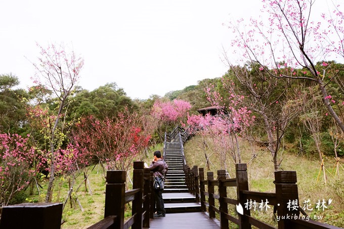 新北市賞花景點【樹林大同山●櫻花林木棧道】不用人擠人的小幸福❤ - yuki.tw