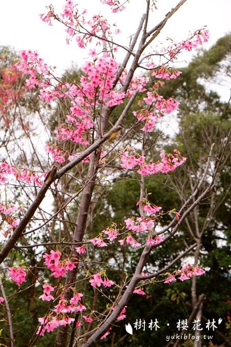 新北市賞花景點【樹林大同山●櫻花林木棧道】不用人擠人的小幸福❤ - yuki.tw