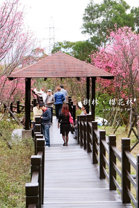 新北市賞花景點【樹林大同山●櫻花林木棧道】不用人擠人的小幸福❤ - yuki.tw