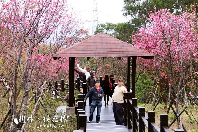 新北市賞櫻景點【樹林櫻花林木棧道】賞櫻密境(2/22花況開3成、大同山青龍嶺爬山散步步道、保安街二段45巷上去) - yuki.tw