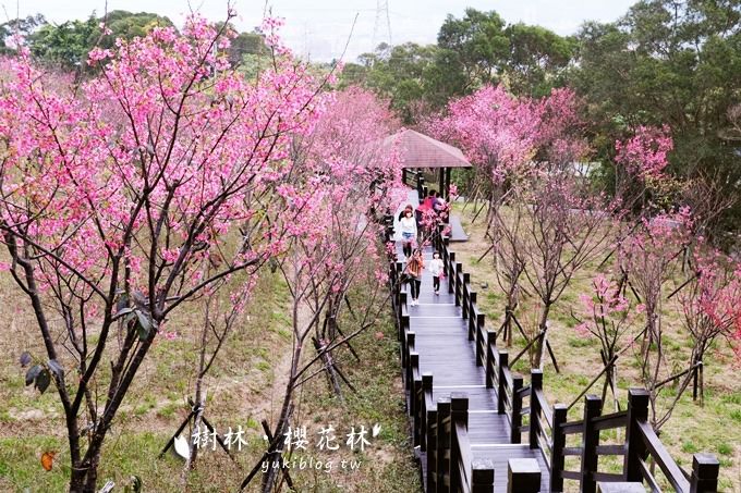 新北市賞花景點【樹林大同山●櫻花林木棧道】不用人擠人的小幸福❤ - yuki.tw