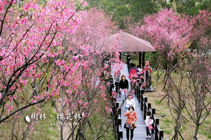 新北市賞花景點【樹林大同山●櫻花林木棧道】不用人擠人的小幸福❤ - yuki.tw