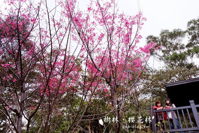 新北市賞花景點【樹林大同山●櫻花林木棧道】不用人擠人的小幸福❤ - yuki.tw