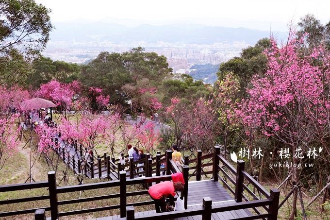 新北市賞櫻景點【樹林櫻花林木棧道】賞櫻密境(2/22花況開3成、大同山青龍嶺爬山散步步道、保安街二段45巷上去) - yuki.tw