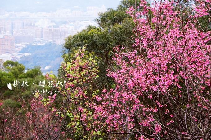 新北市賞花景點【樹林大同山●櫻花林木棧道】不用人擠人的小幸福❤ - yuki.tw