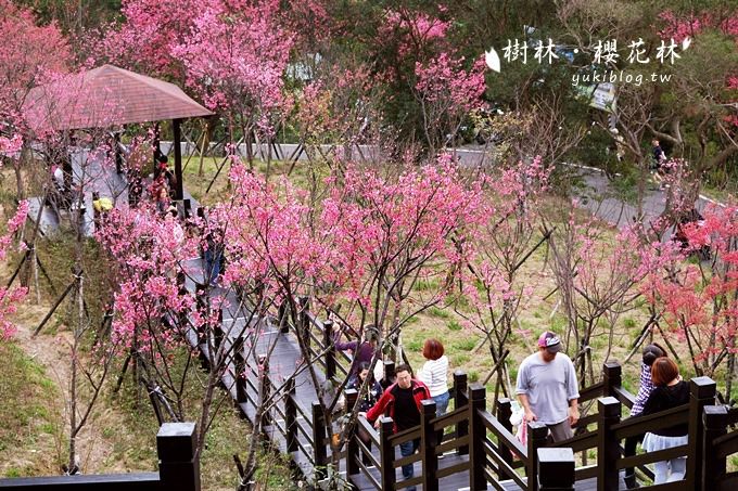 新北市賞花景點【樹林大同山●櫻花林木棧道】不用人擠人的小幸福❤ - yuki.tw