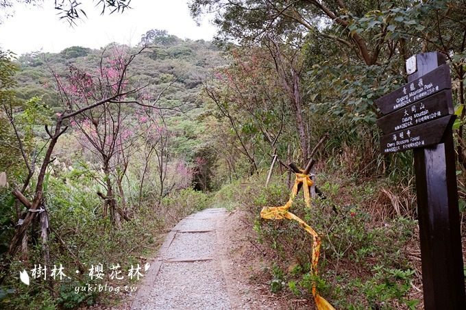 新北市賞花景點【樹林大同山●櫻花林木棧道】不用人擠人的小幸福❤ - yuki.tw