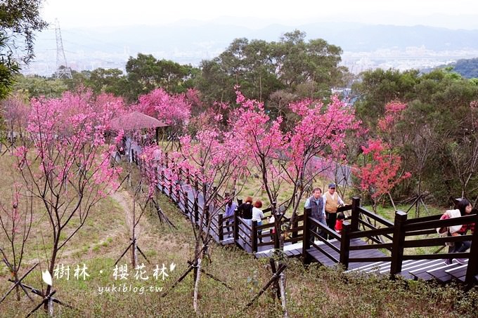 新北市賞花景點【樹林大同山●櫻花林木棧道】不用人擠人的小幸福❤ - yuki.tw