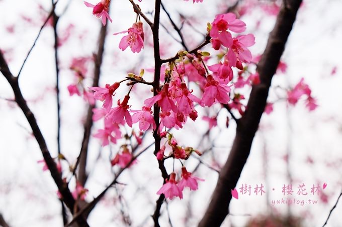 新北市賞花景點【樹林大同山●櫻花林木棧道】不用人擠人的小幸福❤ - yuki.tw