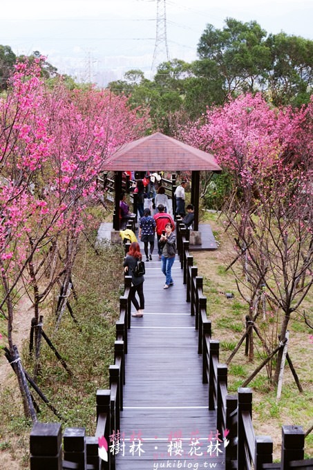 新北市賞花景點【樹林大同山●櫻花林木棧道】不用人擠人的小幸福❤ - yuki.tw