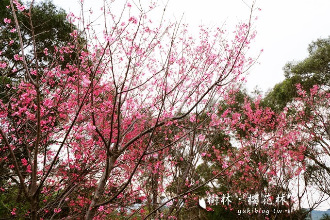 新北市賞花景點【樹林大同山●櫻花林木棧道】不用人擠人的小幸福❤ - yuki.tw