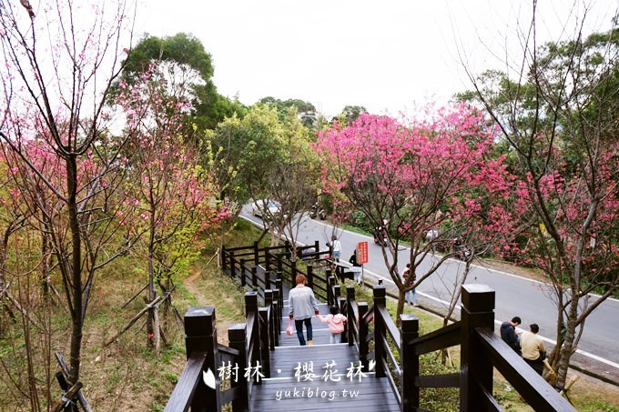 新北市賞花景點【樹林大同山●櫻花林木棧道】不用人擠人的小幸福❤ - yuki.tw