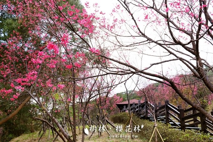 新北市賞花景點【樹林大同山●櫻花林木棧道】不用人擠人的小幸福❤ - yuki.tw