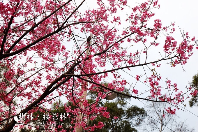 新北市賞花景點【樹林大同山●櫻花林木棧道】不用人擠人的小幸福❤ - yuki.tw