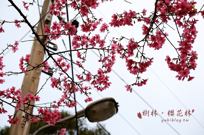 新北市賞花景點【樹林大同山●櫻花林木棧道】不用人擠人的小幸福❤ - yuki.tw