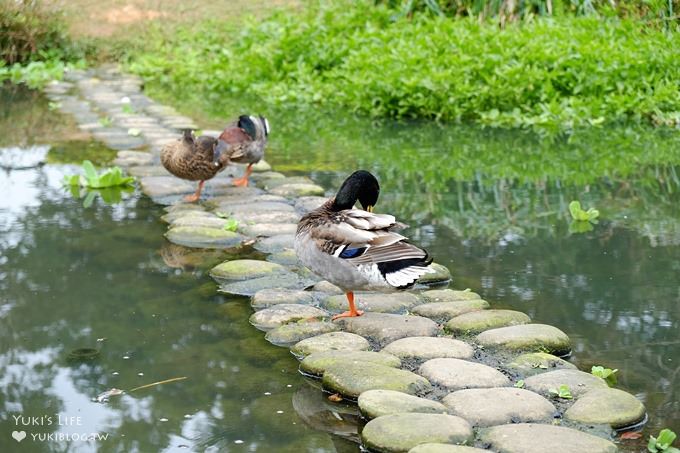 觸菛票！桃園景點【八德埤塘自然生態公園】大草皮親子好去處×池塘美景與可愛動物 - yuki.tw