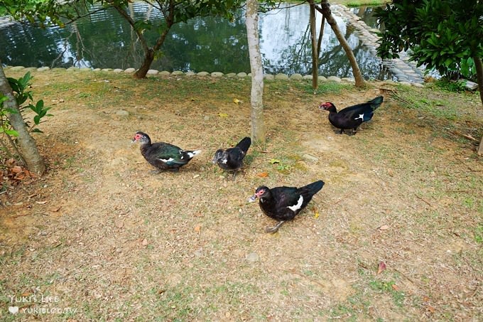 觸菛票！桃園景點【八德埤塘自然生態公園】大草皮親子好去處×池塘美景與可愛動物 - yuki.tw