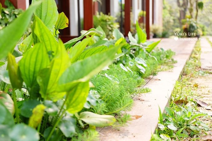 南投魚池拍照景點【日月老茶廠】上廁所要脫鞋的生機盎然老茶廠×也是一個拍照好去處 - yuki.tw