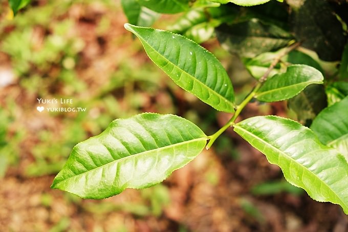 南投魚池拍照景點【日月老茶廠】上廁所要脫鞋的生機盎然老茶廠×也是一個拍照好去處 - yuki.tw