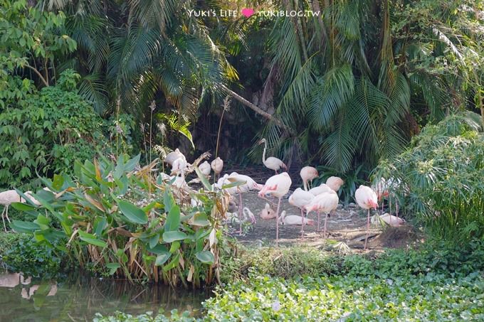 台北【木柵動物園貓纜一日遊】動物園南站免排隊攻略+小精靈貓空水晶纜車+貓空美食 - yuki.tw