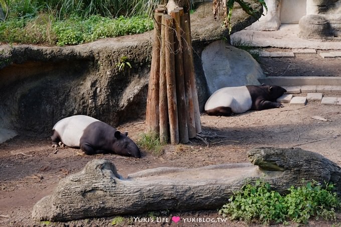 台北【木柵動物園貓纜一日遊】動物園南站免排隊攻略+小精靈貓空水晶纜車+貓空美食 - yuki.tw