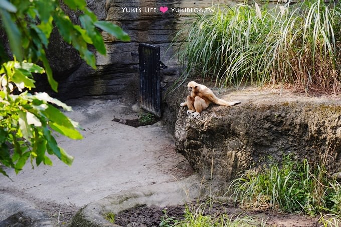 台北【木柵動物園貓纜一日遊】動物園南站免排隊攻略+小精靈貓空水晶纜車+貓空美食 - yuki.tw