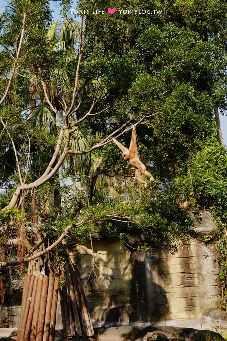 台北【木柵動物園貓纜一日遊】動物園南站免排隊攻略+小精靈貓空水晶纜車+貓空美食 - yuki.tw