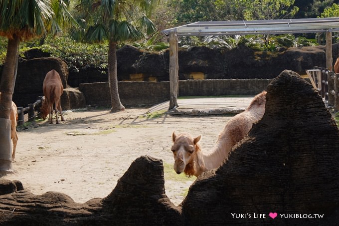 台北【木柵動物園貓纜一日遊】動物園南站免排隊攻略+小精靈貓空水晶纜車+貓空美食 - yuki.tw