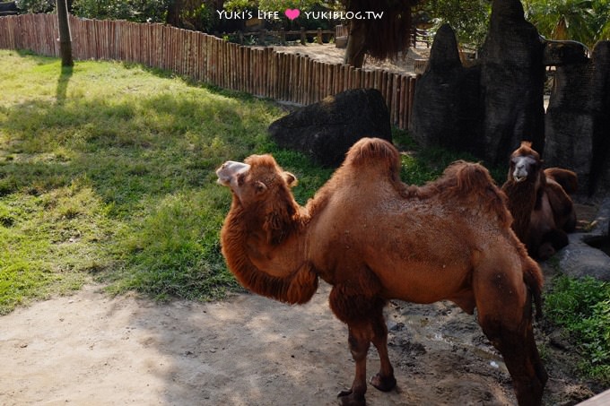 台北【木柵動物園貓纜一日遊】動物園南站免排隊攻略+小精靈貓空水晶纜車+貓空美食 - yuki.tw