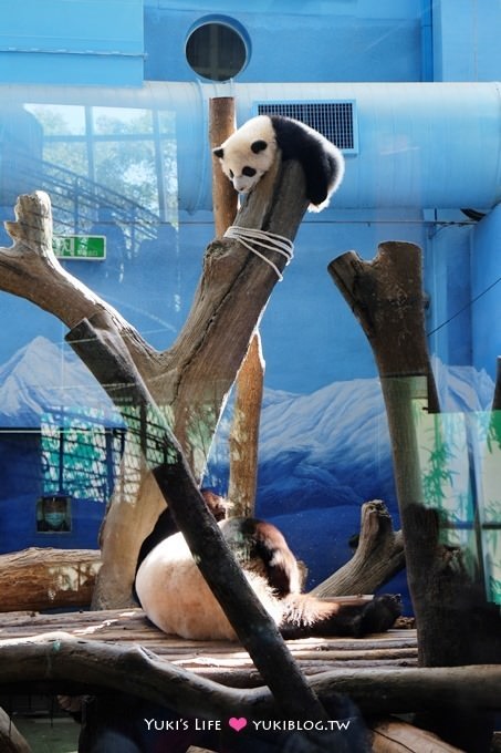 台北【木柵動物園貓纜一日遊】動物園南站免排隊攻略+小精靈貓空水晶纜車+貓空美食 - yuki.tw