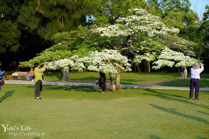 桃園景點【龍潭石管局大草原】親子輕旅行×野餐好去處(四月雪流蘇花盛開) - yuki.tw