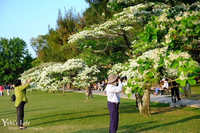 桃園景點【龍潭石管局大草原】親子輕旅行×野餐好去處(四月雪流蘇花盛開) - yuki.tw