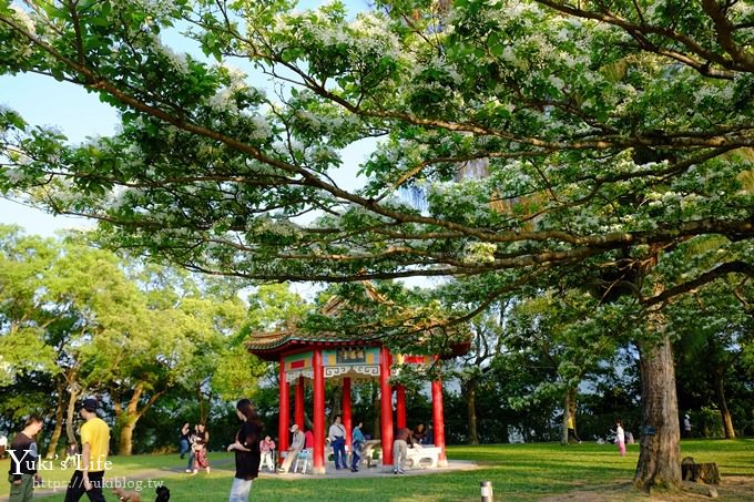 桃園景點【龍潭石管局大草原】親子輕旅行×野餐好去處(四月雪流蘇花盛開) - yuki.tw