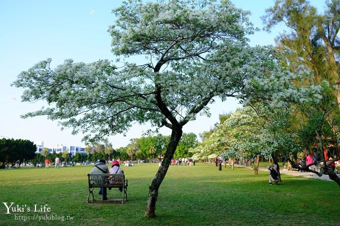 桃園景點【龍潭石管局大草原】親子輕旅行×野餐好去處(四月雪流蘇花盛開) - yuki.tw