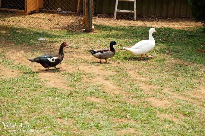 台中景點【公老坪親子餐廳】景觀親子景點、小型動物園、手作遊具隨你玩 - yuki.tw