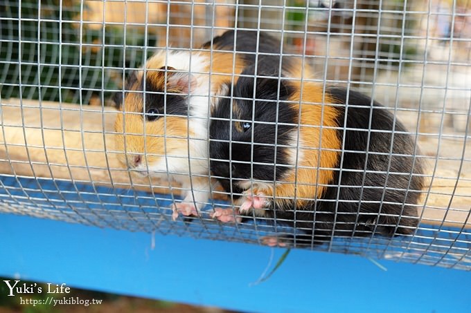 台中景點【公老坪親子餐廳】景觀親子景點、小型動物園、手作遊具隨你玩 - yuki.tw