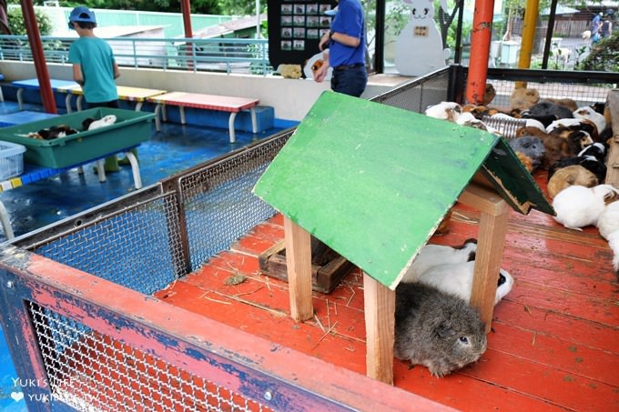 東京免費親子景點【板橋區立兒童動物園】抱抱天竺鼠萌翻了！餵山羊×溜滑梯野餐好去處 - yuki.tw