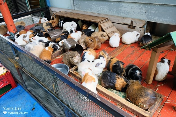 東京免費親子景點【板橋區立兒童動物園】抱抱天竺鼠萌翻了！餵山羊×溜滑梯野餐好去處 - yuki.tw