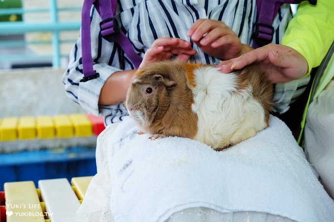 東京免費親子景點【板橋區立兒童動物園】抱抱天竺鼠萌翻了！餵山羊×溜滑梯野餐好去處 - yuki.tw