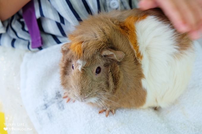 東京免費親子景點【板橋區立兒童動物園】抱抱天竺鼠萌翻了！餵山羊×溜滑梯野餐好去處 - yuki.tw