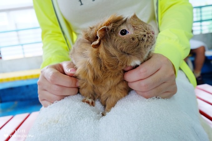 東京免費親子景點【板橋區立兒童動物園】抱抱天竺鼠萌翻了！餵山羊×溜滑梯野餐好去處 - yuki.tw