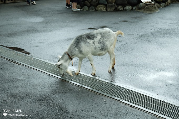 東京免費親子景點【板橋區立兒童動物園】抱抱天竺鼠萌翻了！餵山羊×溜滑梯野餐好去處 - yuki.tw