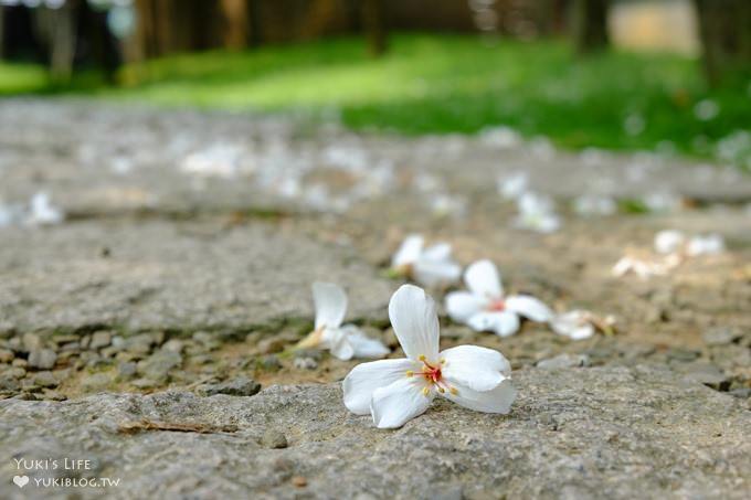 桃園景點【桃園市客家文化館】市區油桐花×桐花祭地景藝術×3D彩繪 - yuki.tw