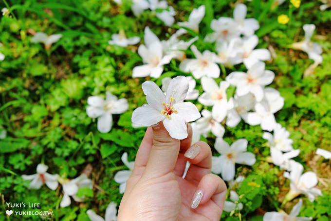 桃園景點【桃園市客家文化館】市區油桐花×桐花祭地景藝術×3D彩繪 - yuki.tw