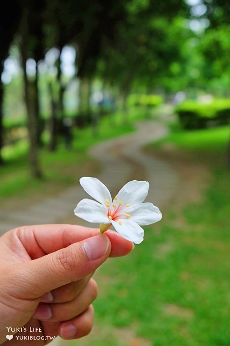 桃園景點【桃園市客家文化館】市區油桐花×桐花祭地景藝術×3D彩繪 - yuki.tw