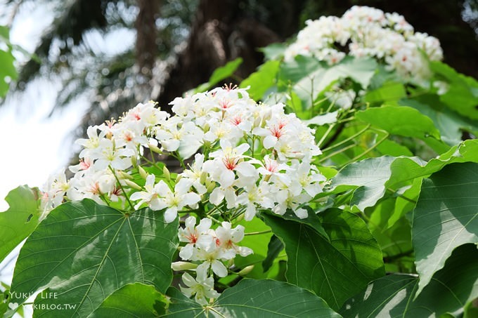 桃園景點【桃園市客家文化館】市區油桐花×桐花祭地景藝術×3D彩繪 - yuki.tw