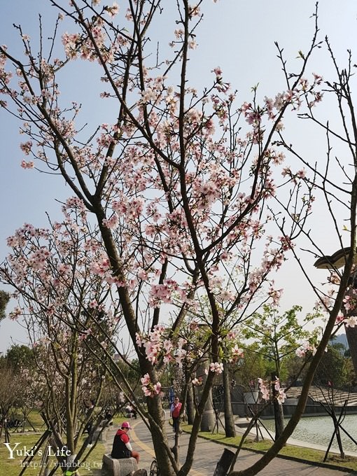 賞櫻景點【三峽台北大學吉野櫻湖景步道】平地賞櫻秘境 - yuki.tw