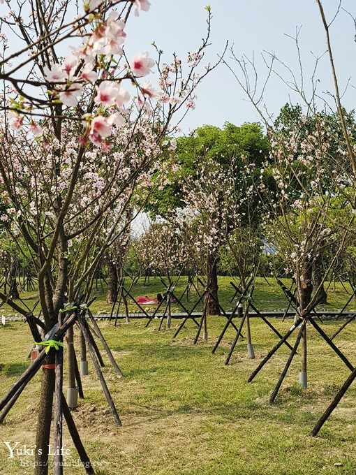 賞櫻景點【三峽台北大學吉野櫻湖景步道】平地賞櫻秘境 - yuki.tw