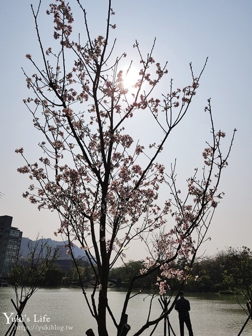 賞櫻景點【三峽台北大學吉野櫻湖景步道】平地賞櫻秘境 - yuki.tw